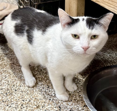 SCOTTY - Domestic Short Hair for adoption in Chicago