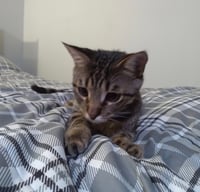 Kringle - Photo 4