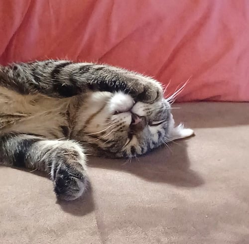 KRINGLE - Tabby available for adoption
