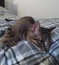 Kringle - Photo 6