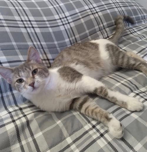 TINSEL - Tabby available for adoption