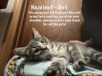 Hazelnut - Photo 3