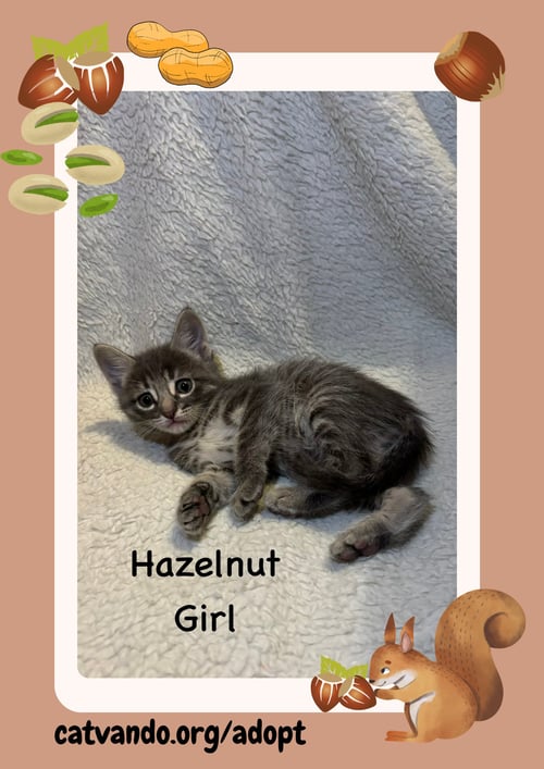 HAZELNUT - Tabby available for adoption
