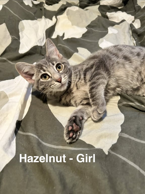 Hazelnut Image