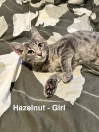 Hazelnut - Photo 1