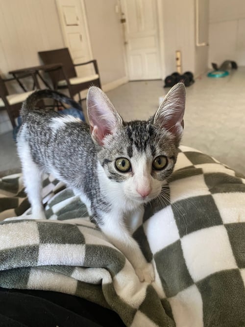 SIENA - Tabby available for adoption