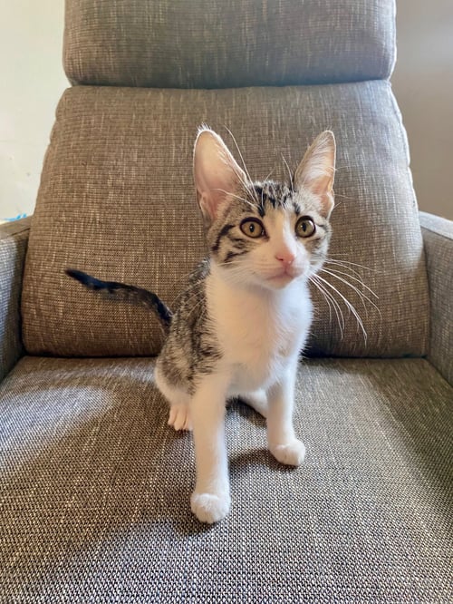 SIENA - Tabby available for adoption