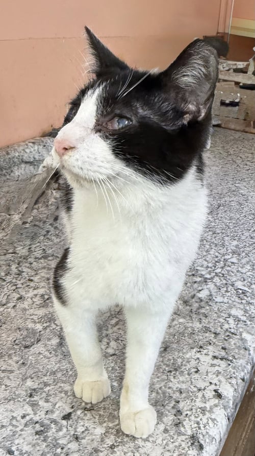 LARRY - Domestic Short Hair available for adoption