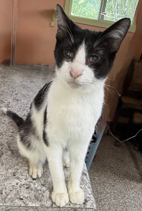 LARRY - Domestic Short Hair available for adoption