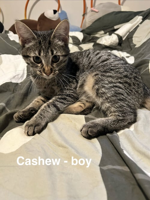CASHEW - Tabby available for adoption