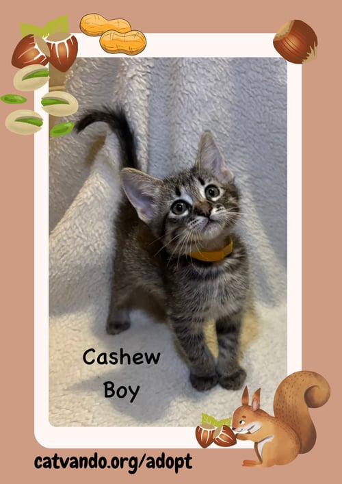CASHEW - Tabby available for adoption