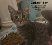 Cashew - Photo 3