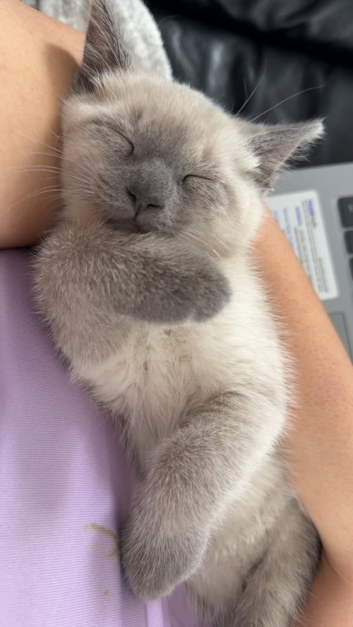SIMBA