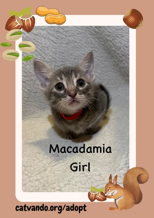 MACADAMIA - Tabby available for adoption