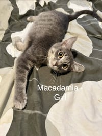 Macadamia - Photo 3