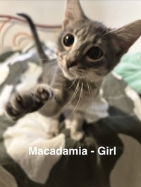 Macadamia - Photo 2