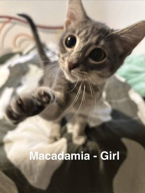 MACADAMIA - Tabby available for adoption