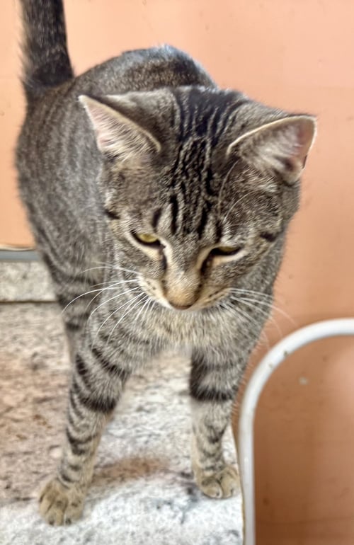 TIZZY - Domestic Short Hair / Tabby for adoption in Chicago