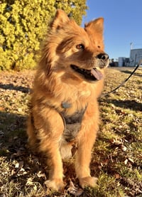 Sable - Photo 2