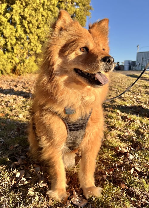 SABLE - Chow Chow available for adoption