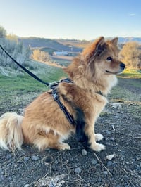 Sable - Photo 3