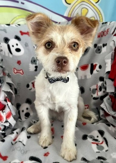 SANCHO - Terrier / Chihuahua available for adoption