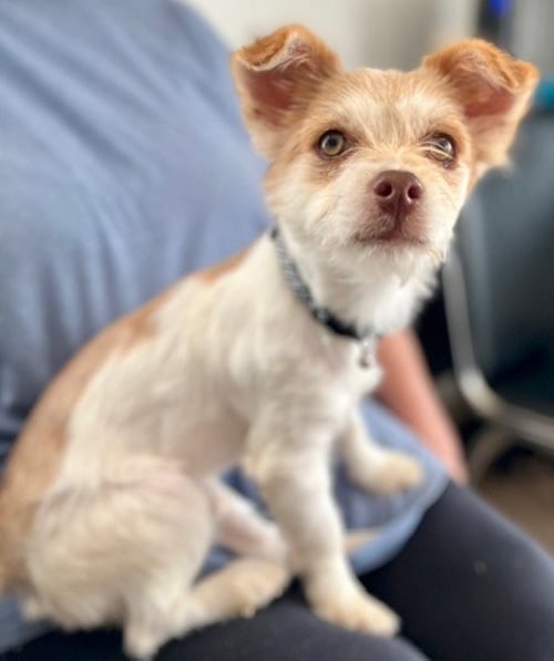 SANCHO - Terrier / Chihuahua available for adoption