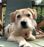 GRIFFEY - Terrier available for adoption