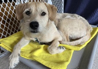 GRIFFEY - Terrier available for adoption