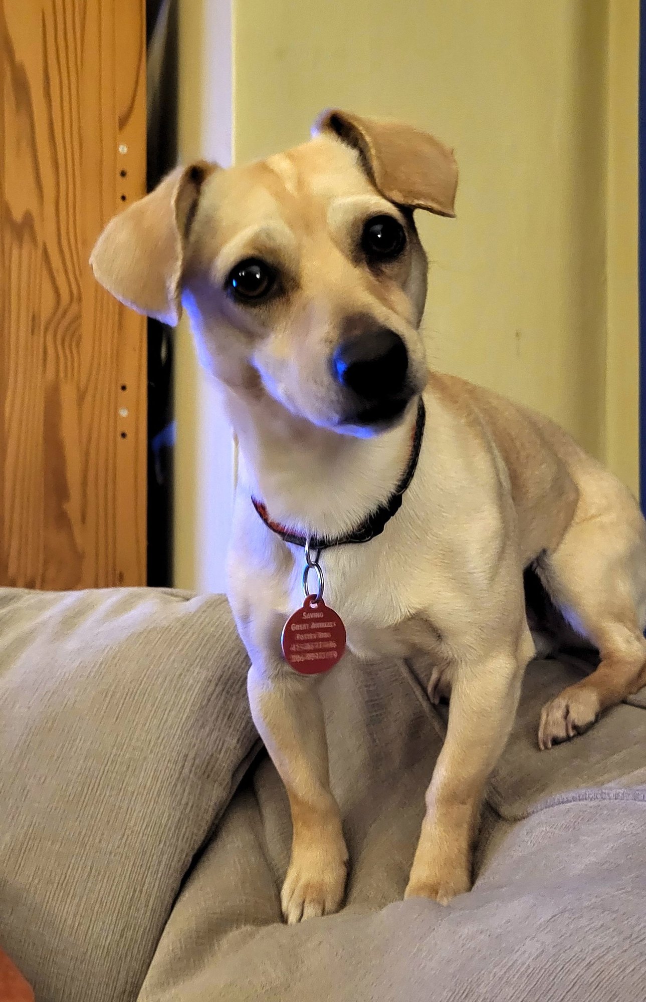 DARLA - Chihuahua available for adoption