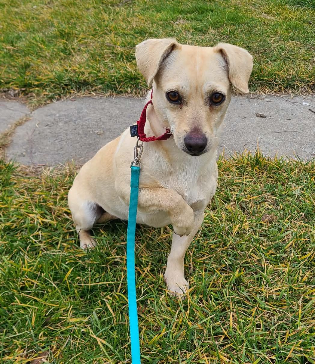 DARLA - Chihuahua available for adoption