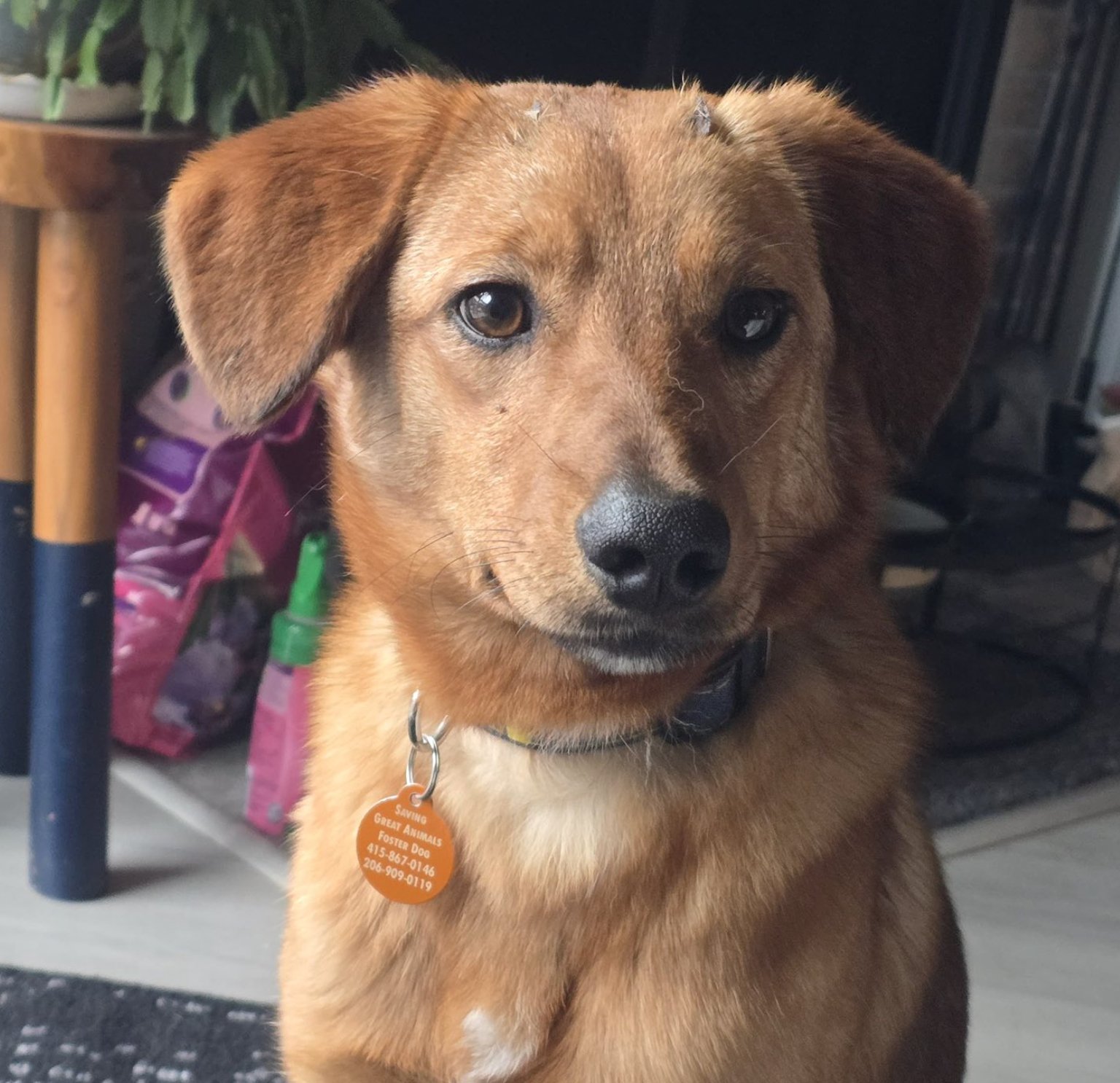 CHARLIE - Shepherd available for adoption