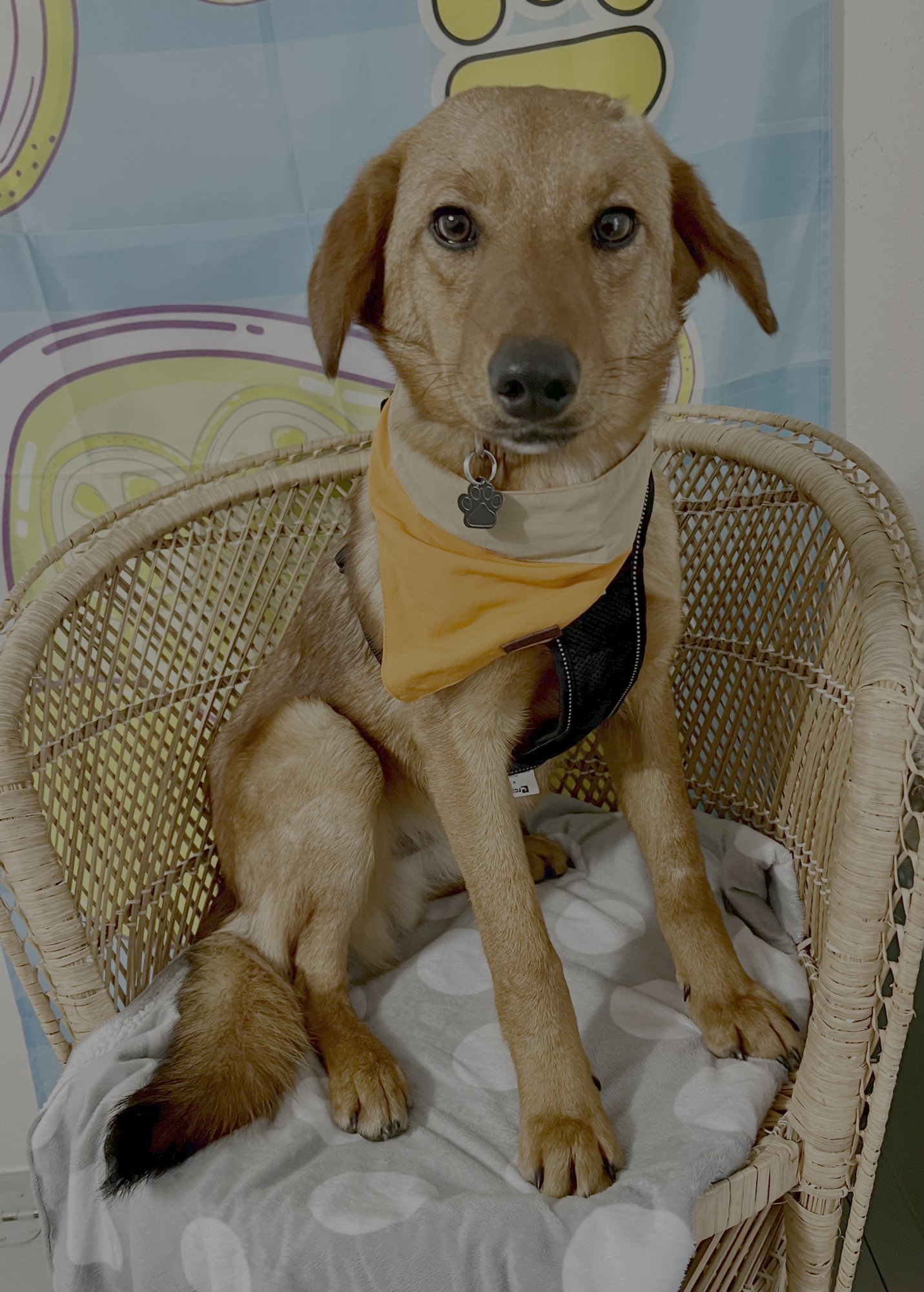 CHARLIE - Shepherd available for adoption