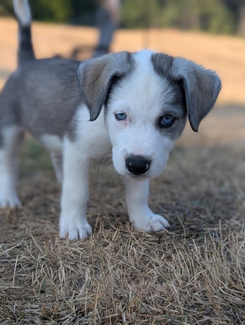 BRUCE - Husky available for adoption