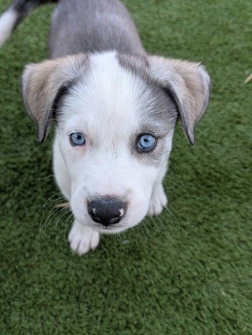 BRUCE - Husky available for adoption