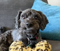 Charlie - Photo 3