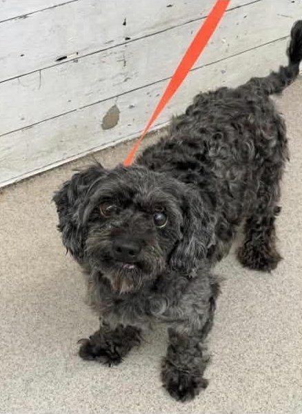 CHARLIE - Poodle (Miniature) available for adoption