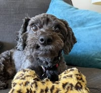 Charlie - Photo 1