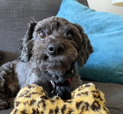 CHARLIE - Poodle (Miniature) available for adoption