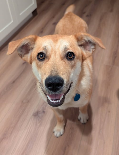 HONEY - Retriever for adoption in Renton