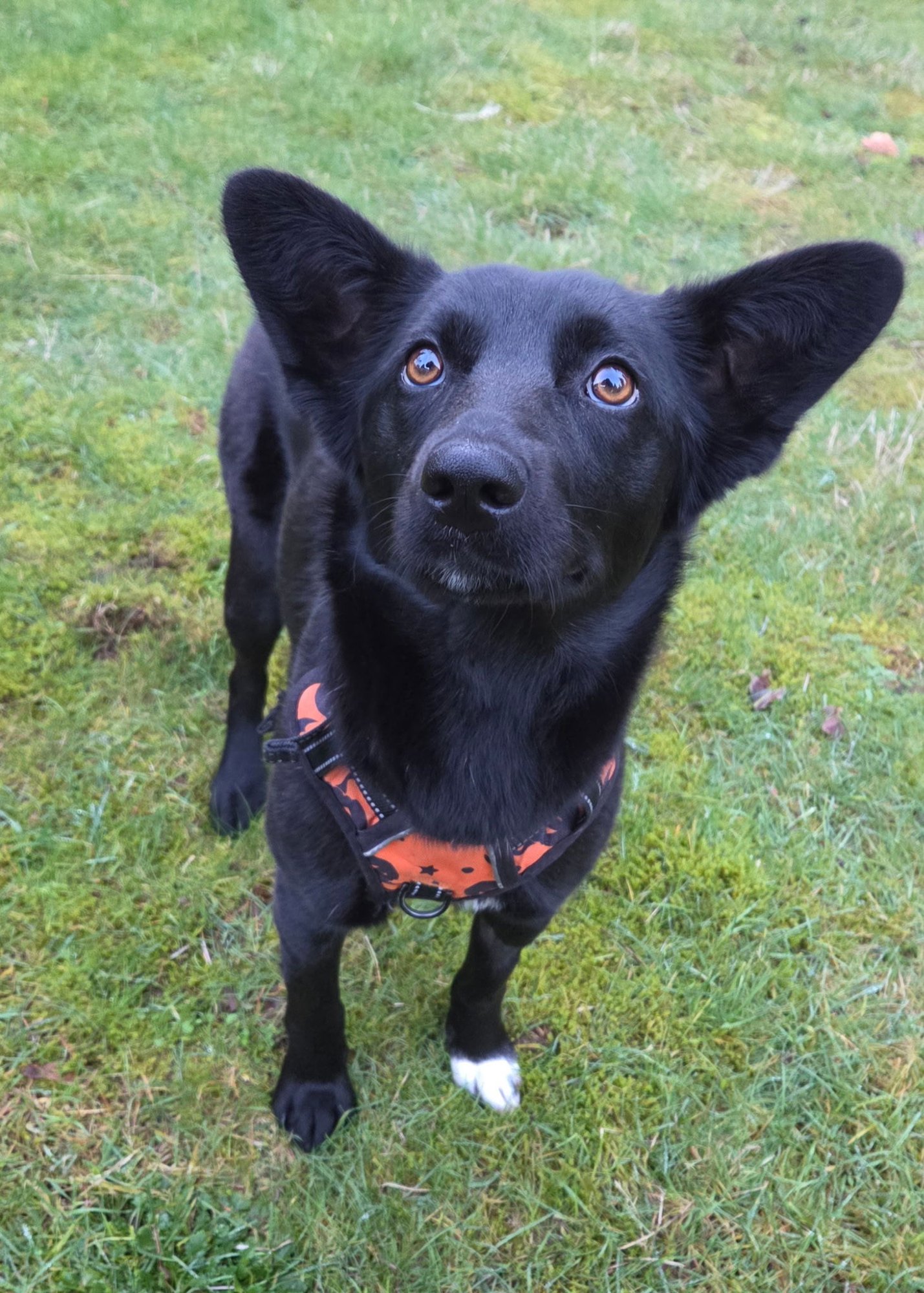 DEMI - Shepherd available for adoption