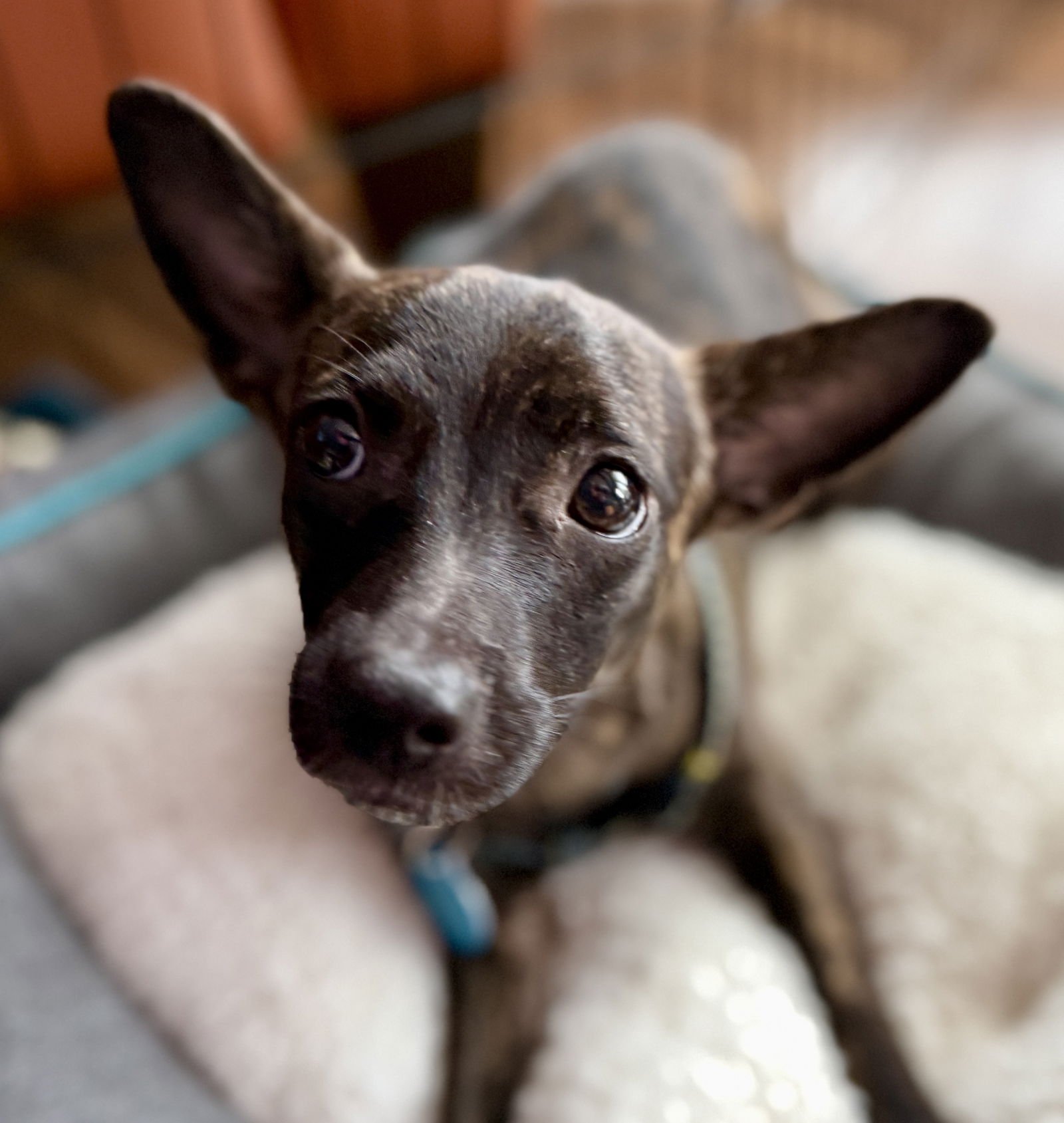 BRINN - Chihuahua available for adoption