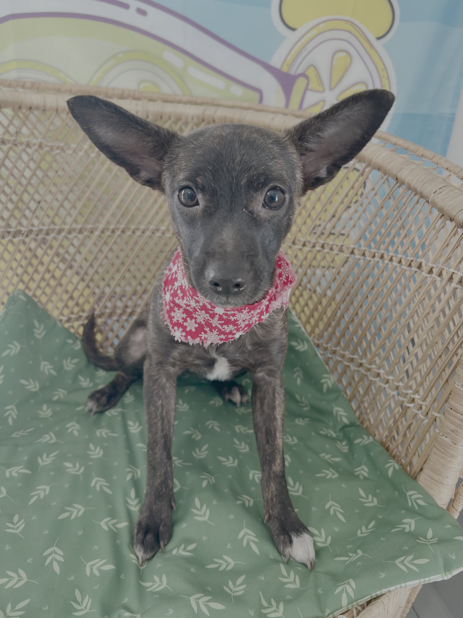 BRINN - Chihuahua available for adoption