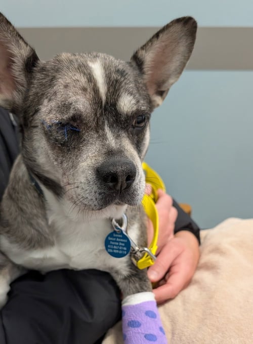 LUNA (FORMERLY LORELEI) - French Bulldog / Chihuahua for adoption in Bellevue