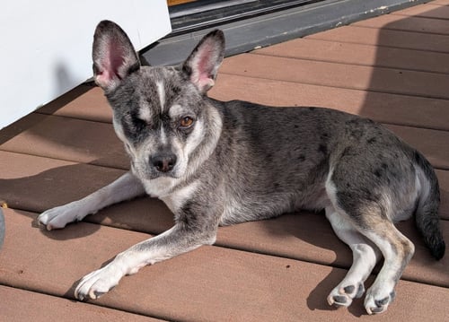 LUNA (FORMERLY LORELEI) - French Bulldog / Chihuahua available for adoption