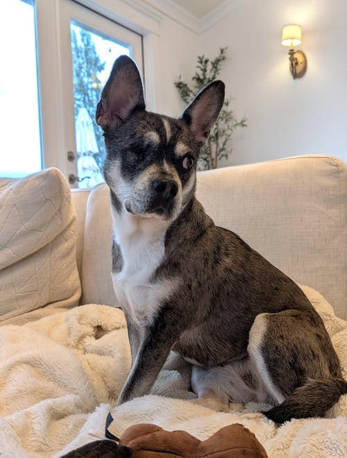LUNA (FORMERLY LORELEI) - French Bulldog / Chihuahua available for adoption