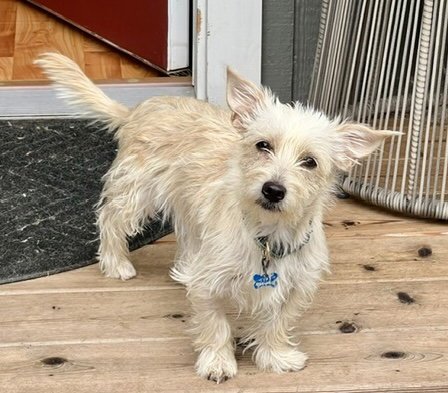 BUFFY - West Highland White Terrier Westie / Chihuahua available for adoption