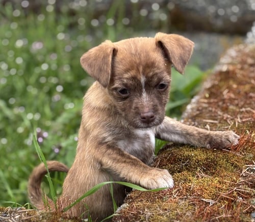 TRUFFLE - Yorkshire Terrier Yorkie / Chihuahua available for adoption