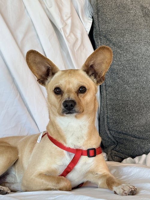 ROMARO - Chihuahua available for adoption