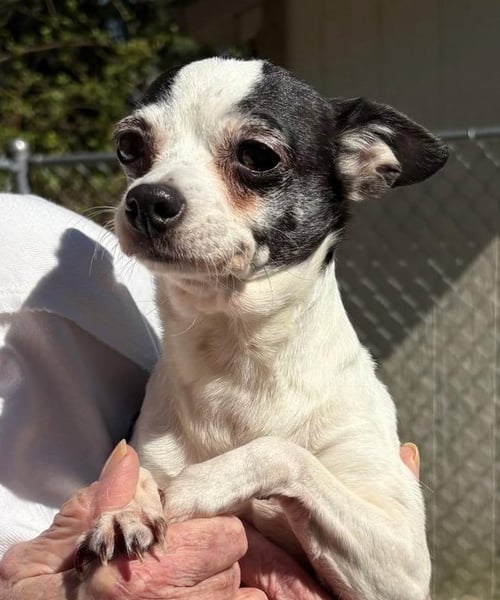 APPLE - Chihuahua available for adoption